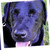 RivieraDeserae :iconrivieradeserae: