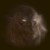 RockasRaCoon :iconrockasracoon: