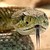 :iconrogue-rattlesnake: