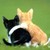 RoguishRobin :iconroguishrobin: