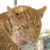 :iconrose-alley: