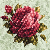 RoseAddict1 :iconroseaddict1: