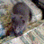 :iconrosedaughterscourge:
