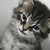 roxyfoxy1703 :iconroxyfoxy1703: