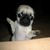 RulerOfPyrrhia888 :iconrulerofpyrrhia888: