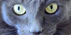 Russian-Blue-Cats's avatar