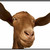:iconrussian-demon-goat: