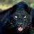 :icons-panther: