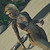 :iconsalsecondlife: