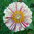 SarethOnAString :iconsarethonastring: