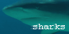 Save-the-Sharks's avatar