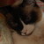 ScarletteTigress :iconscarlettetigress: