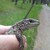 Schaeferd3716 :iconschaeferd3716: