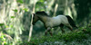 :iconschleich-pony-lovers: