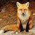 Nine-Tailed Demon fox by falvie on DeviantArt