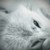 Scourgeslastwords :iconscourgeslastwords: