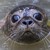 SealAxe :iconsealaxe: