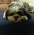 Seallouw :iconseallouw: