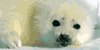 Seals-Rock's avatar