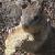 Sento-Myacca :iconsento-myacca: