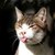 Shadow-Rose2 :iconshadow-rose2: