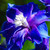 ShadowsCries :iconshadowscries:
