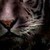 ShadowWalker76 :iconshadowwalker76: