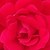 shalynn28 :iconshalynn28: