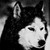 :iconshasha-dark-wolf: