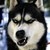DeviantArt profile picture for @Shidou on DeviantArt