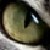 Shineyeveefan019 :iconshineyeveefan019:
