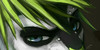 Shooter-Phantomhive's avatar