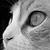 shortygetlow :iconshortygetlow: