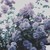 shushineko :iconshushineko: