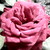 ShyKyKy :iconshykyky: