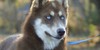 Siberian-Huskies's avatar