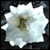 DeviantArt profile picture for @Silliness on DeviantArt