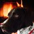 SiltyDog31 :iconsiltydog31: