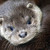 :iconsilver-otter: