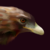 :iconsilversandshark: