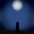 silverwhitewolf3947 :iconsilverwhitewolf3947:
