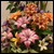 DeviantArt profile picture for @Slolv on DeviantArt