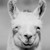 smugllama :iconsmugllama: