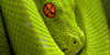 SnakesandSerpents's avatar