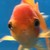 Snorki235 :iconsnorki235:
