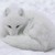 snowfox144 :iconsnowfox144: