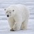 Snowy-Polarbear :iconsnowy-polarbear:
