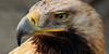 Solar-eagle's avatar