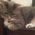 Solarfox123 :iconsolarfox123: