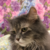 SPaRRoWartMISHEL :iconsparrowartmishel: